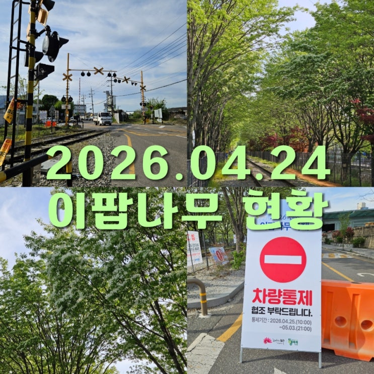  전주 이팝나무축제 팔복동 이팝나무 철길 현황 먹거리 교통 기본정보