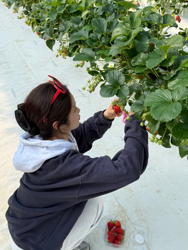 [하루딸기농장] 여주 딸기체험 / 아이랑 가볼만한곳 / 커플 데이트 / 여주 데이트 코스
