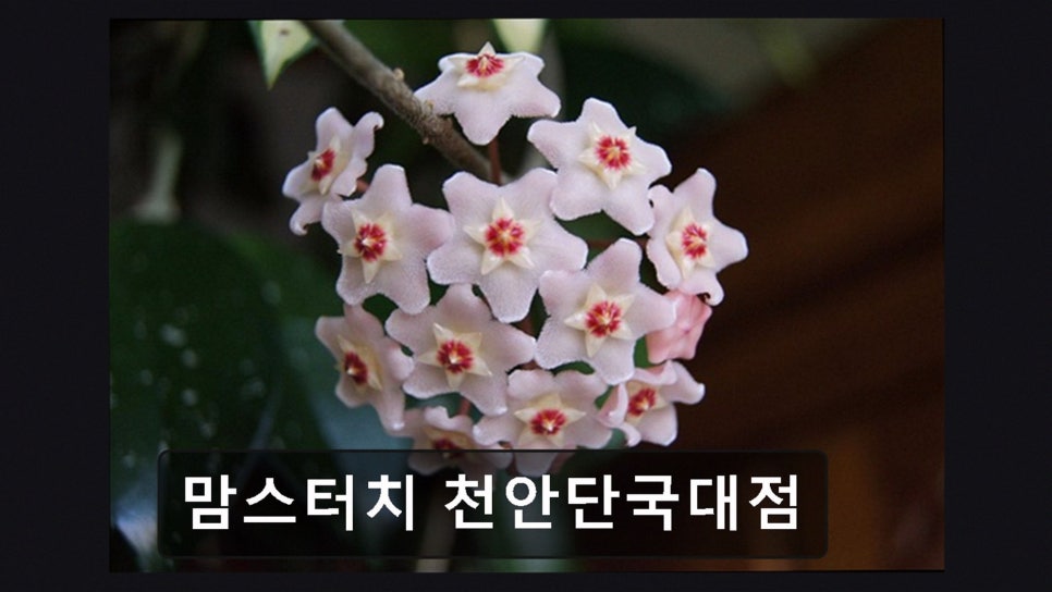 맘스터치 천안단국대점 사진 3