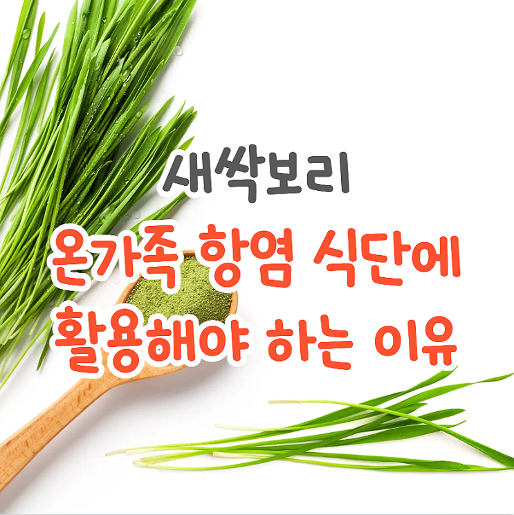  새싹보리분말 효능 보리새싹가루 최대한 맛있게 먹는법 3가지