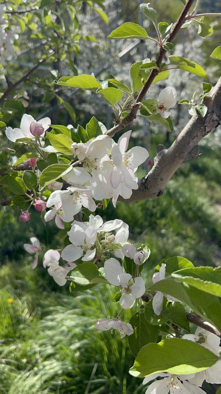 백운동순대 사진 4