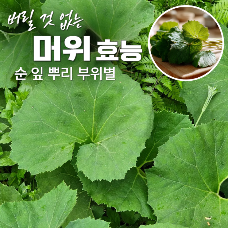  머위나물 효능 부작용 잎 순 뿌리까지