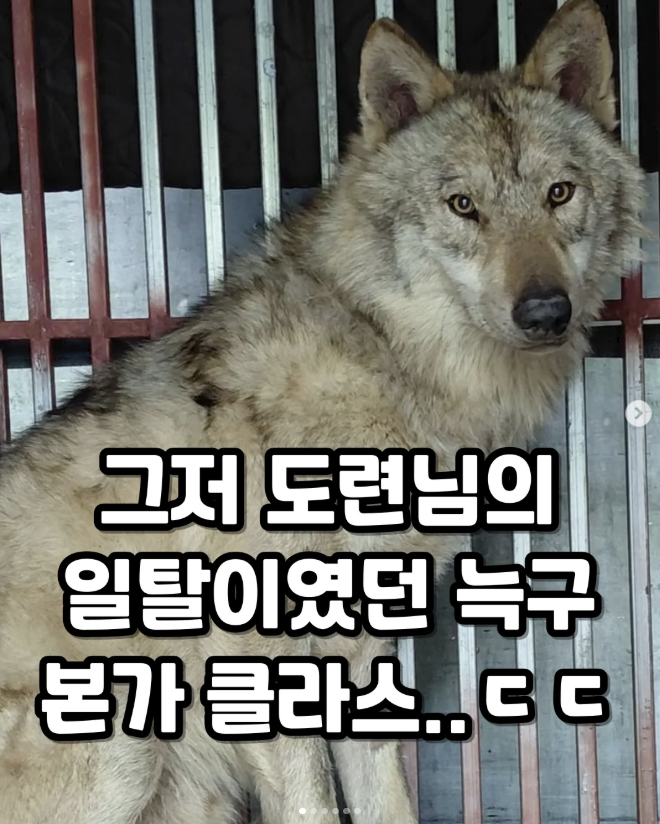  그저 도련님의 일탈이였던 늑구 본가 클라스ㄷㄷ