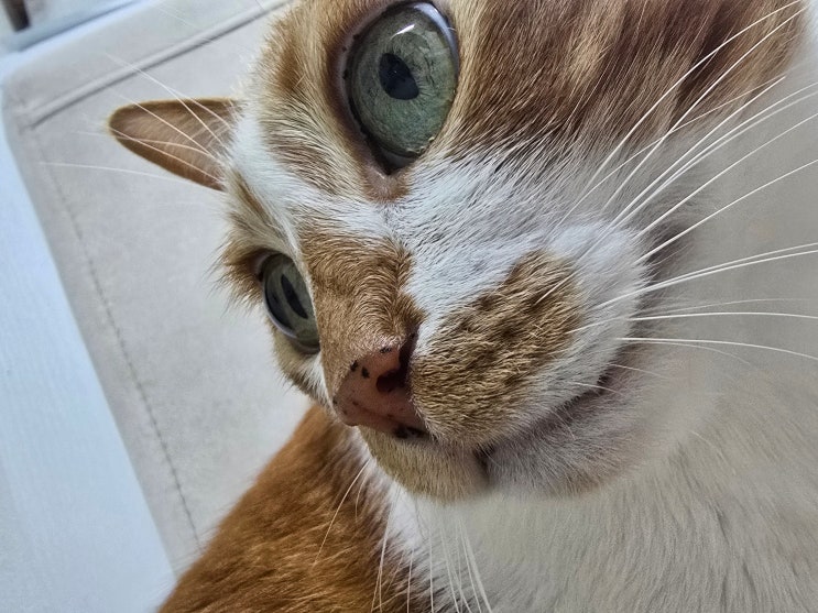  고양이 강아지 영상 인식, 화면이 깜빡여 보이는 이유