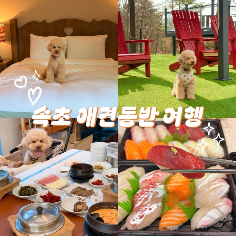 속초 애견동반 숙소 식당 여행코스 추천드릴게요!