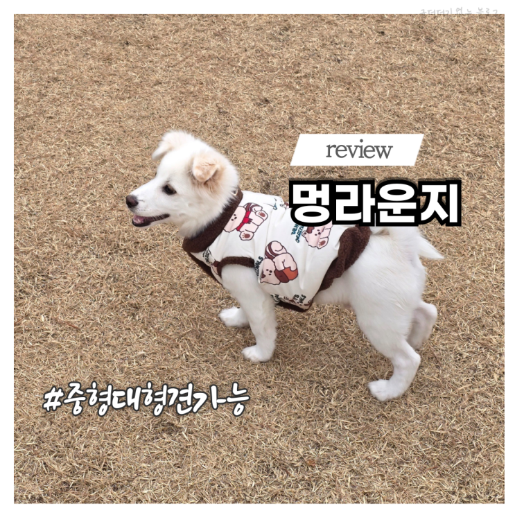 부산 애견운동장 애견동반 카페 멍라운지 대형견 중형견 가능 내돈내산 추천
