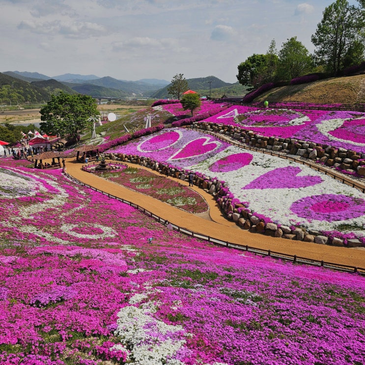  경남 산청 꽃잔디 명소 생초국제조각공원 주차장 실시간 개화상황