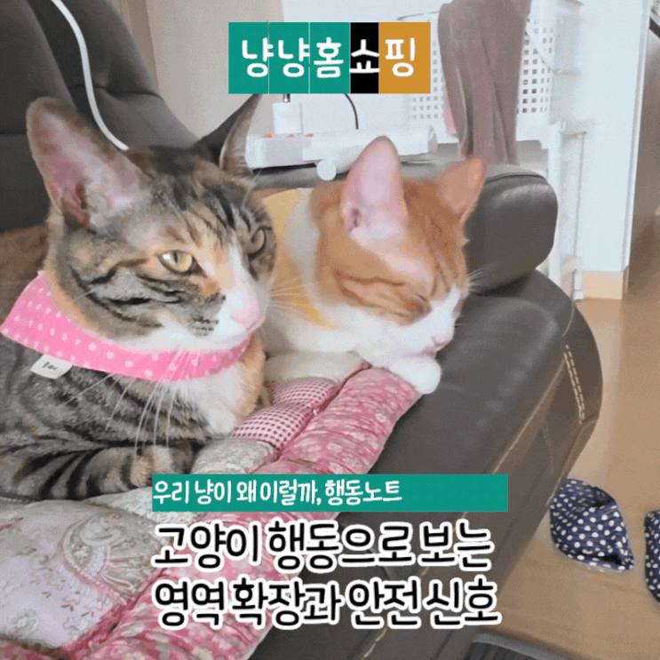  고양이가 창문을 계속 보는 이유 행동으로 보는 영역 확장과 안전 신호