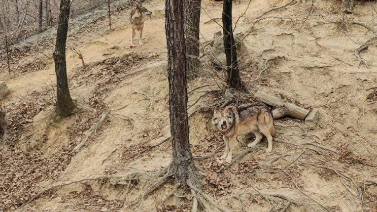  늑구 탈출 동화책 늑구의꿈 이건 아니잖아? 오월드 연간회원 늑대 사파리 매니아 관점