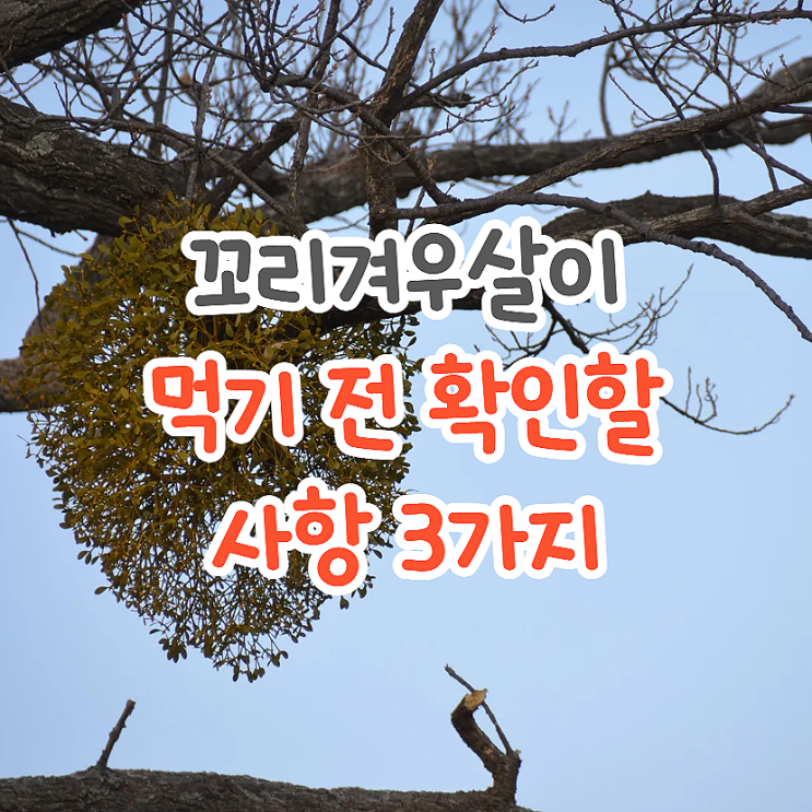  꼬리겨우살이 미슬토 효능, 차 섭취 전 확인사항 3가지