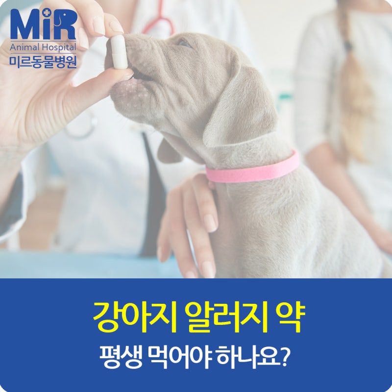 “강아지 알러지 약, 평생 먹어야 하나요?”
