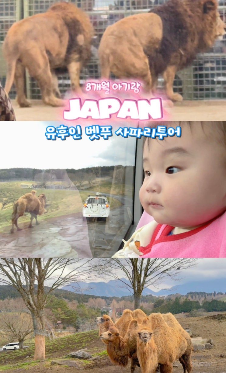  후쿠오카 근교 여행 | 8개월 아기랑 벳푸 사파리 버스투어 후기