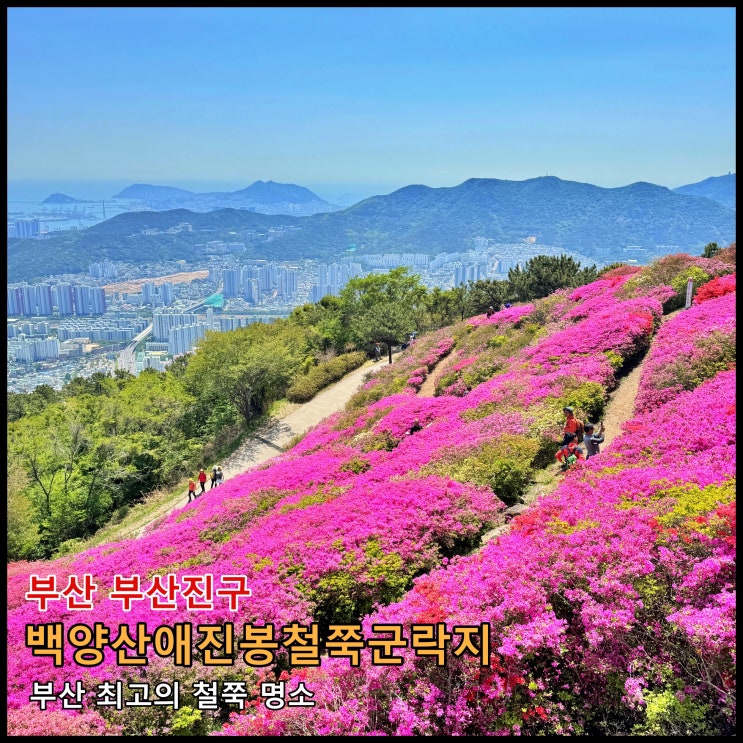  [부산] ️ 4월(말)에 가볼 만한 곳. 부산 최고의 철쭉 명소 '백양산애진봉철쭉군락지'  (2026.04.25.실시간, 만개 상태)