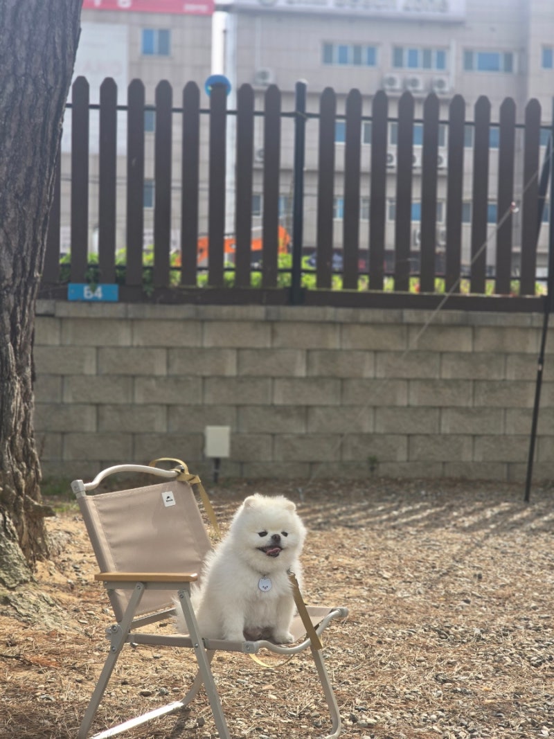 [Incheon/Yeongjongdo] Pet-Friendly Campsite 'Eulwangri Salt Campsite'