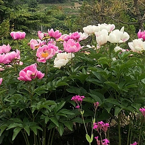 꽃중에 왕 모란과 작약 세세한 차이(꽃,봉우리,잎,줄기,꽃말)