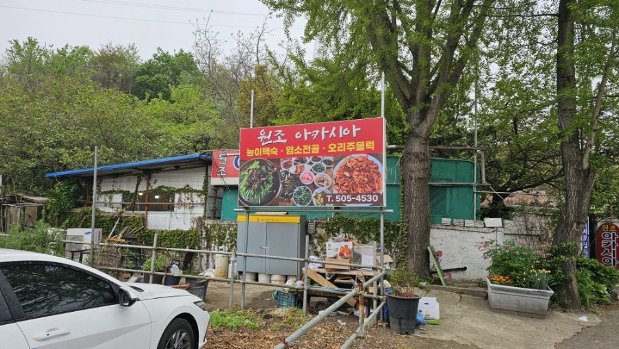 원조아카시아 사진 2