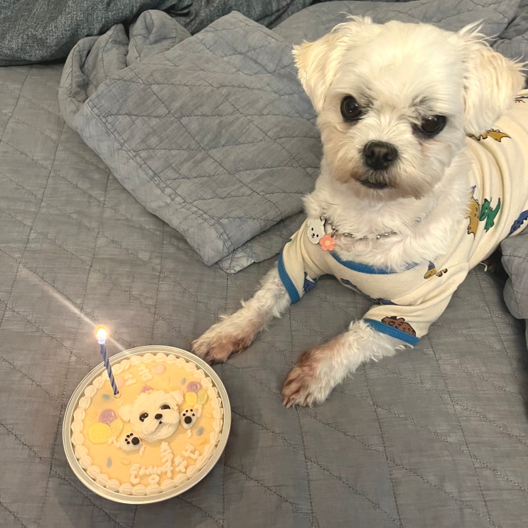  <> 소금이가 태어난지 4주년, 4살이 된걸 축하해 ️