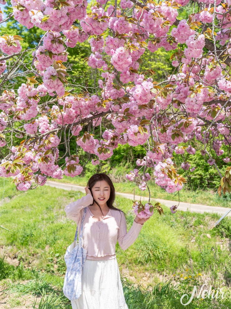서산 문수사 겹벚꽃 실시간 서산 벚꽃터널