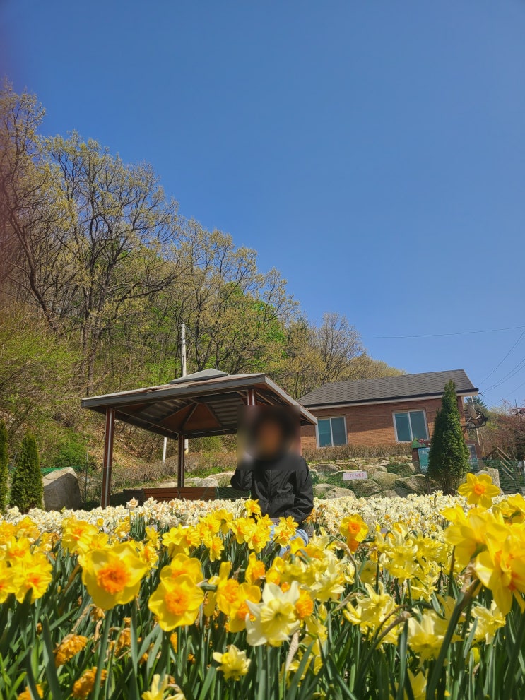  강화도 석모도 여행코스 가볼만한곳 석모도수목원ㅣ무료인데 이 퀄리티? 수국 온실 주차 맛집 총정리