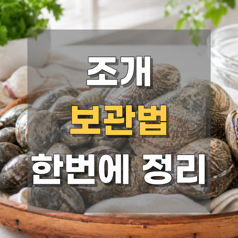 조개 보관법 백합조개 보관법해감 후 냉장보관까지 정리