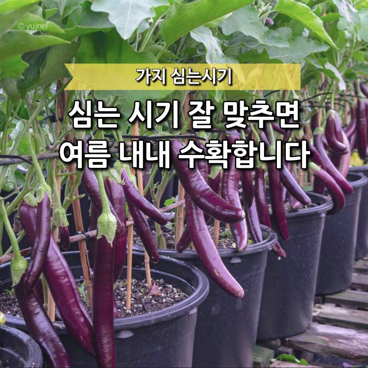  "가지 심는 시기 바꿨더니 수확량이 달라졌어요.." 키우기 쉬운 작물 추천