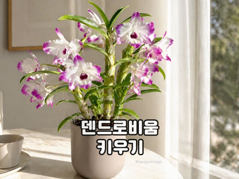 집들이화분 추천 덴드로비움 키우기 어렵지 않은 난초