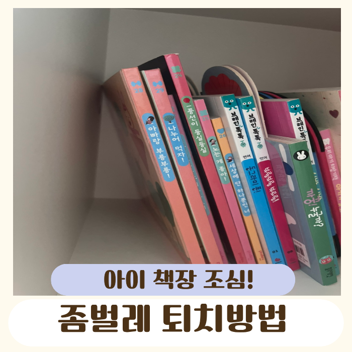 좀벌레퇴치 아이책장 계속 생기는 진짜 원인, 대부분 이거 모릅니다