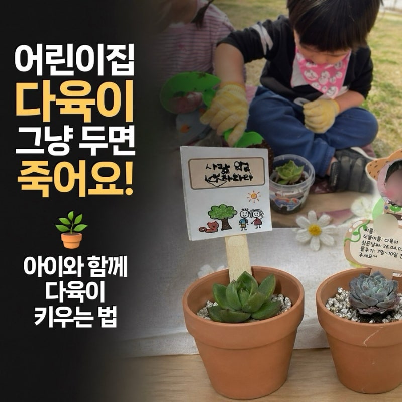 어린이집 다육이 분갈이 후기 (+초보 키우기 방법 / 물 주기 총정리)