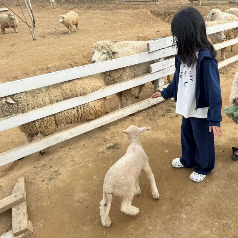 가평 아이랑 가볼만한 곳 가평 양떼목장 근처 맛집 네자매평강막국수