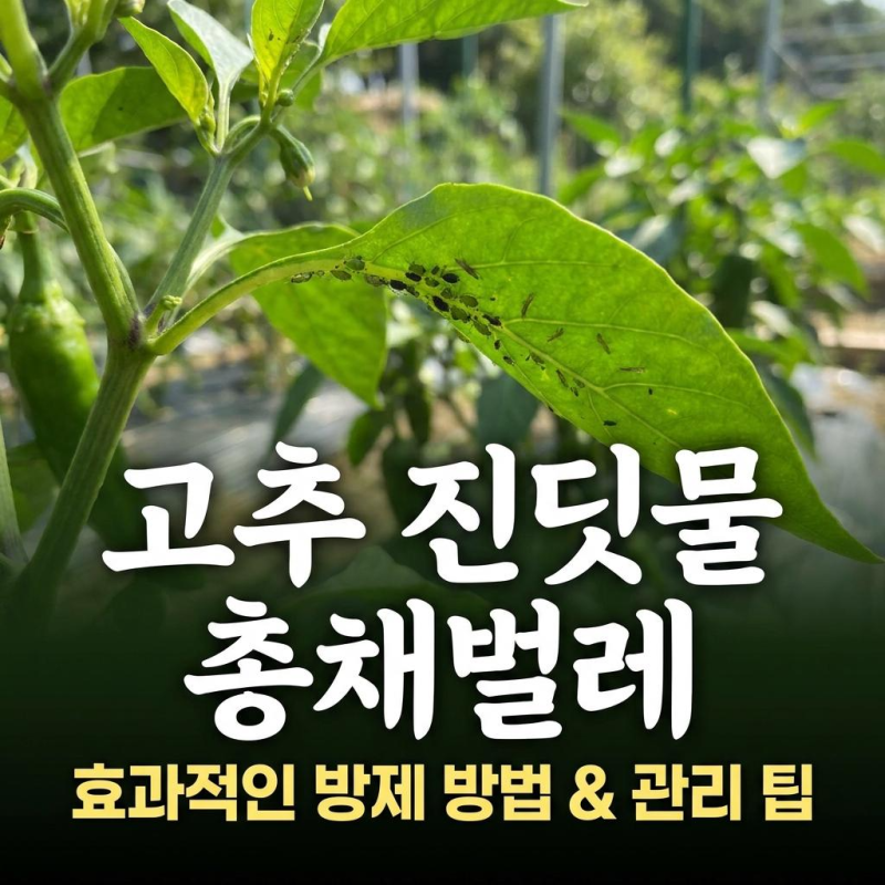 고추 진딧물·총채벌레, 약 쳐도 안 잡히는 진짜 이유 — 4월 말 지금 해야 하는 방제 (2026년 4....