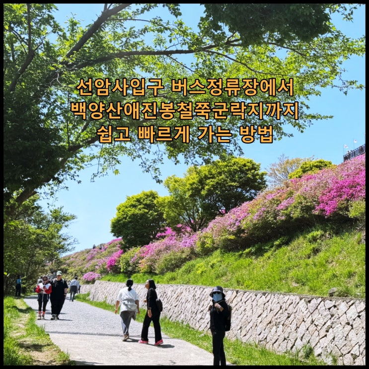  [부산] 선암사입구 버스정류장에서 백양산애진봉철쭉군락지까지 쉽고 빠르게 가는 방법