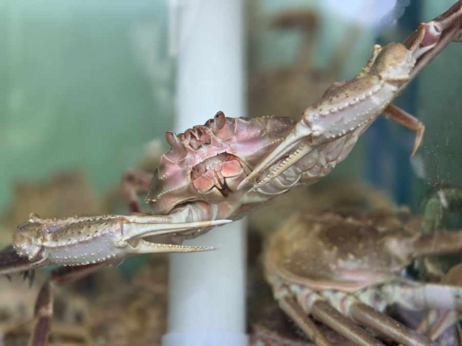 대성수산 정관점 사진 5