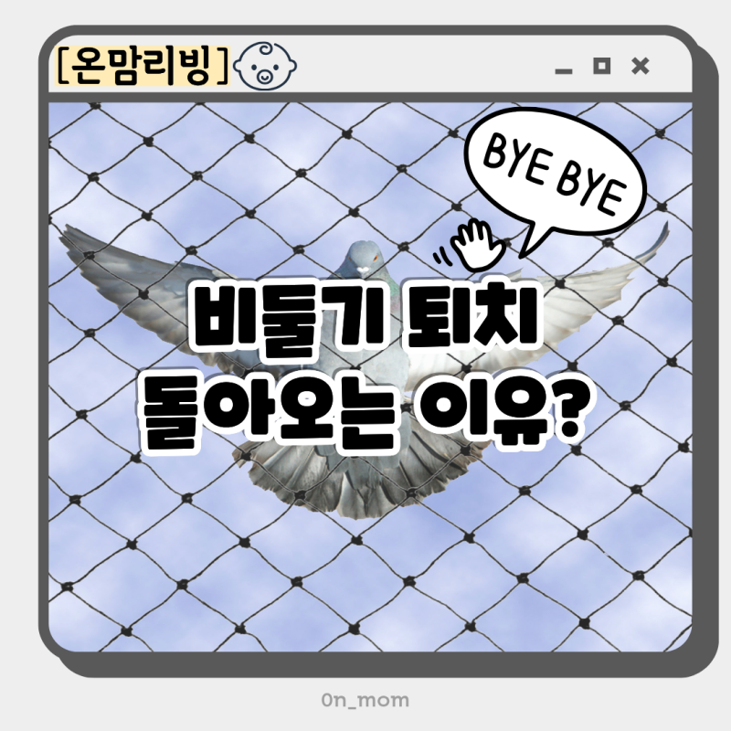 실외기 비둘기 퇴치 해도 돌아오는 이유