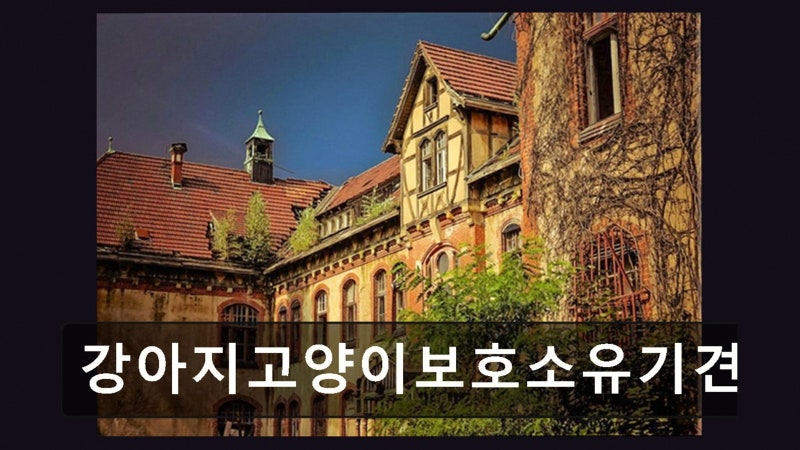 강아지고양이쉼터유기묘유기견요양원보호소유기동물파양보호센터
