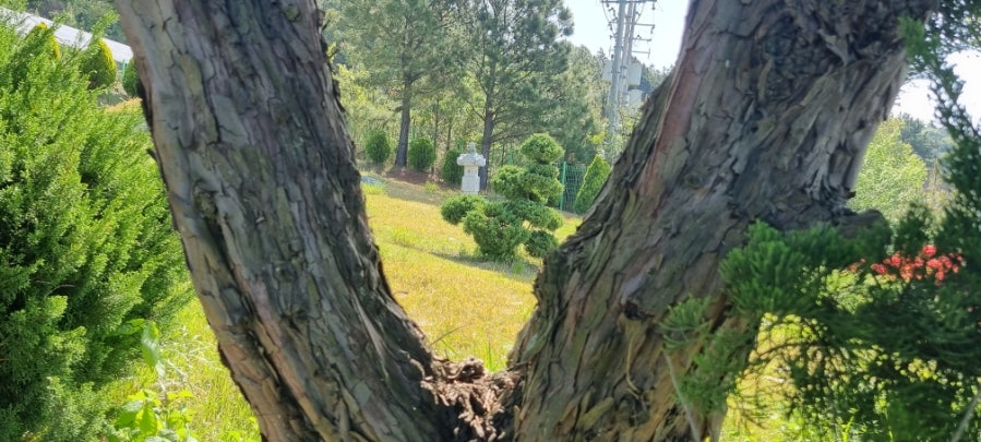뒷동산 사진 4