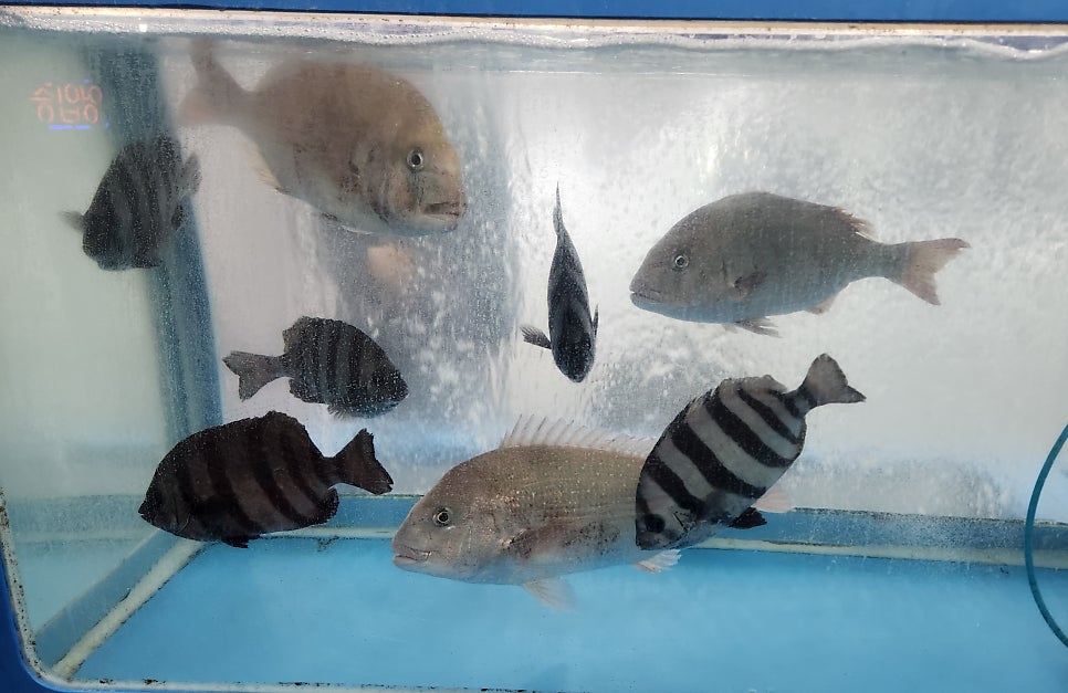 태풍수산 사진 5