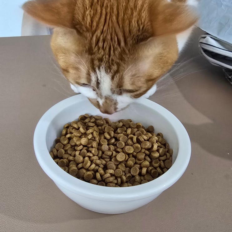  고양이 하루 몇끼 급여가 좋을까, 공복 시간 생각하면 애매하네요