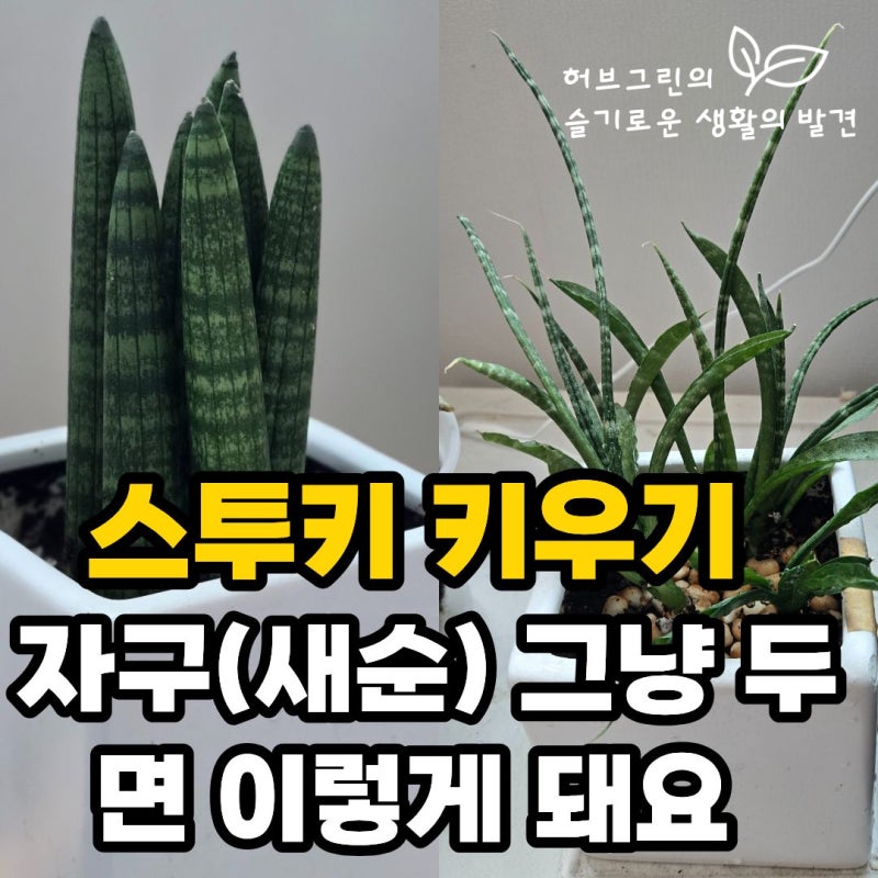 스투키 새순 그냥 두면 이렇게 된다? 키우기 꽃말 물주기방법