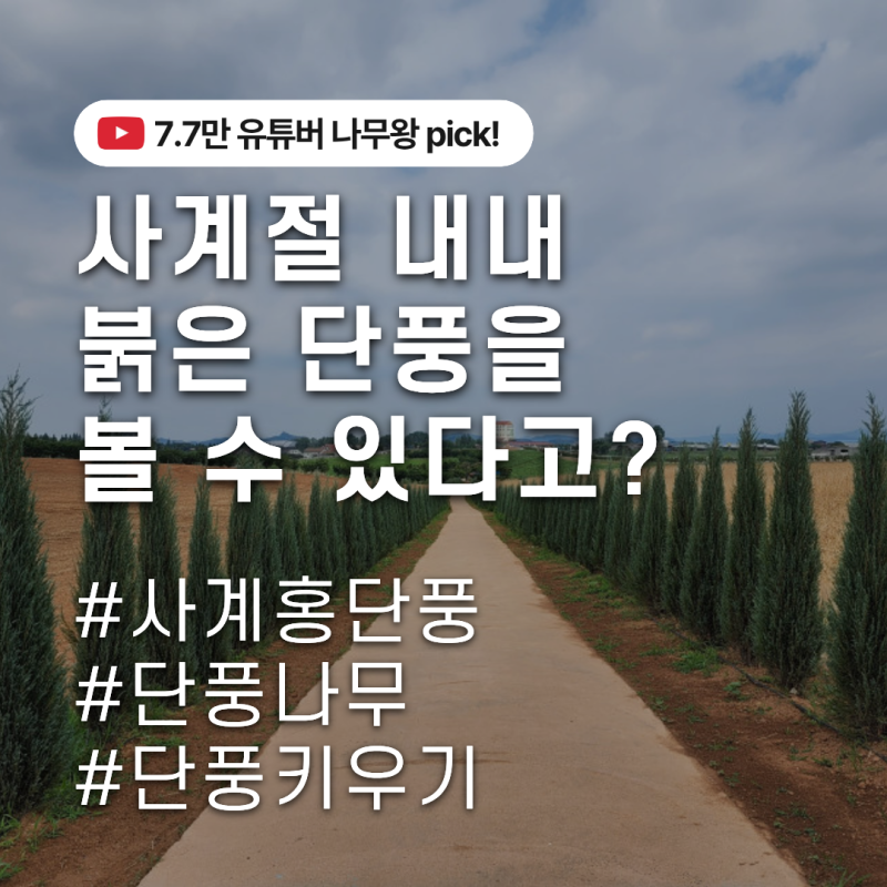 사계절 내내 붉은 단풍을 볼 수 있다고? 사계 홍단풍 묘목 | 관리 키우기 식재 수형 전지 전정