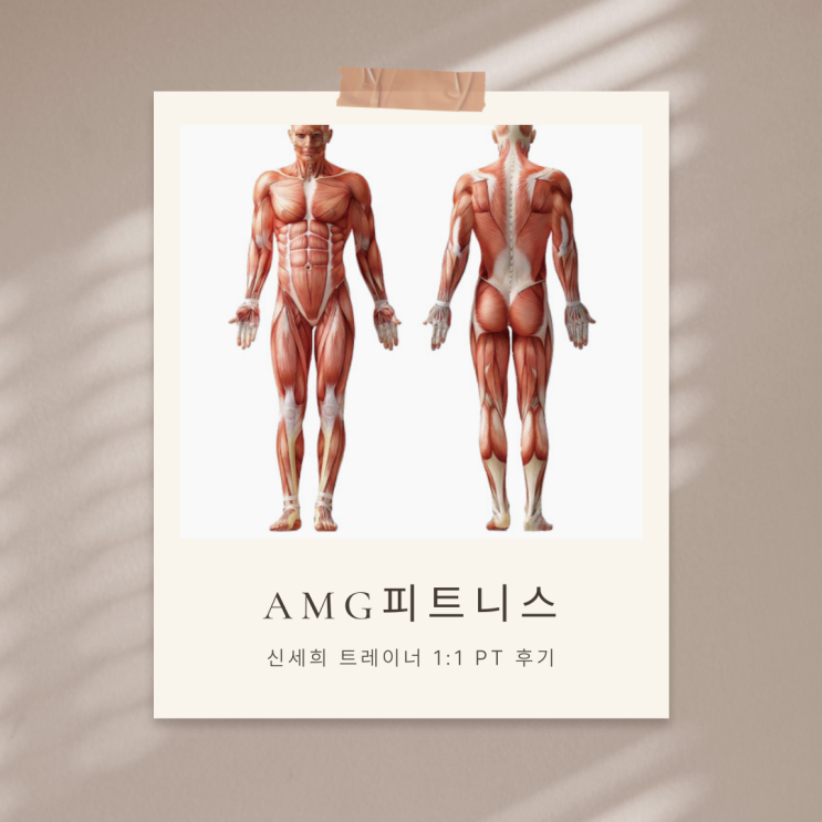  과천 헬스장 여자 트레이너 찾는다면? 한체대·재활 전문 신세희 선생님께 받은 1:1 PT 후기