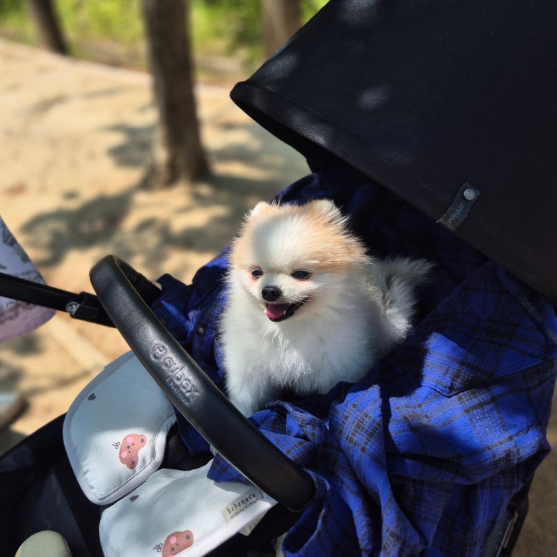 강아지 신부전증 증상, 원인 관리 기준 정리