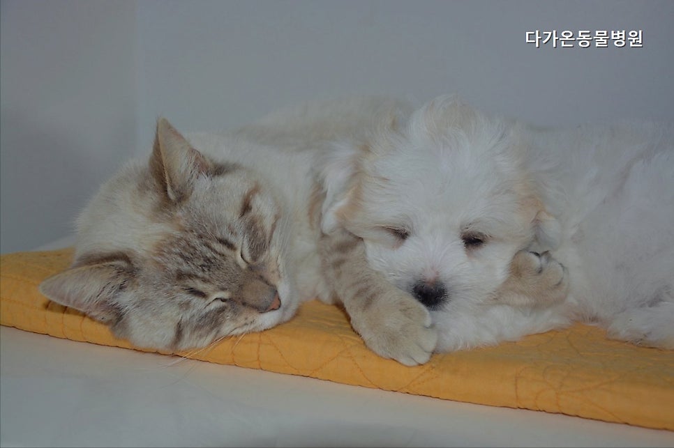 다가온동물병원 사진 1
