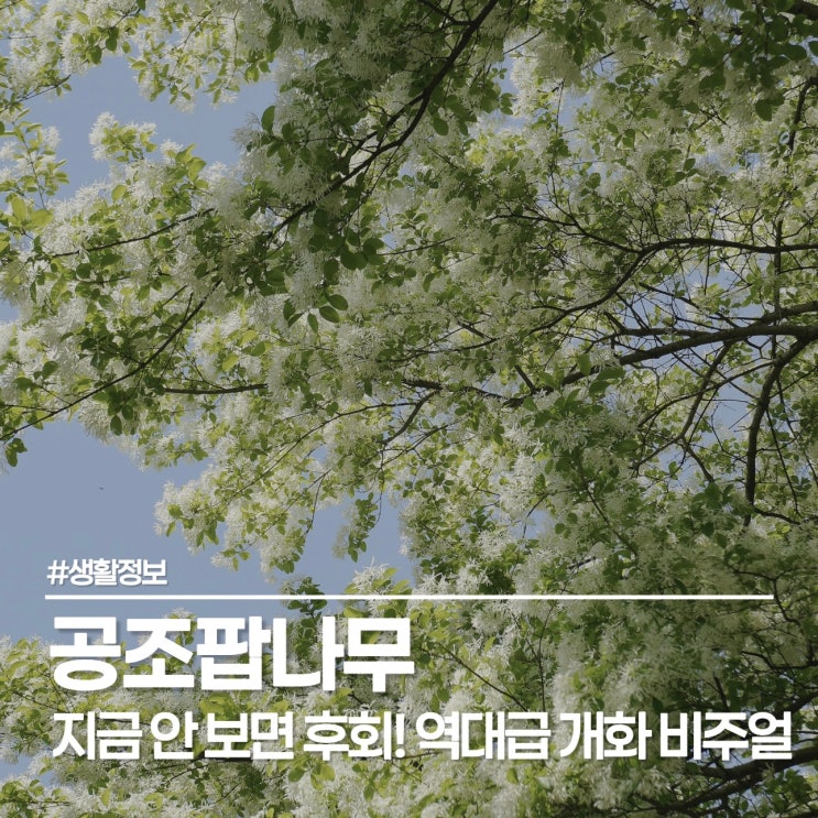  공조팝나무 꽃말과 개화시기, 봄에 피는 하얀 꽃 중 가장 우아해요