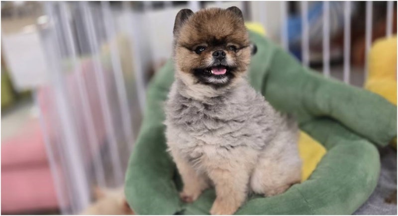 펫조이 애견호텔