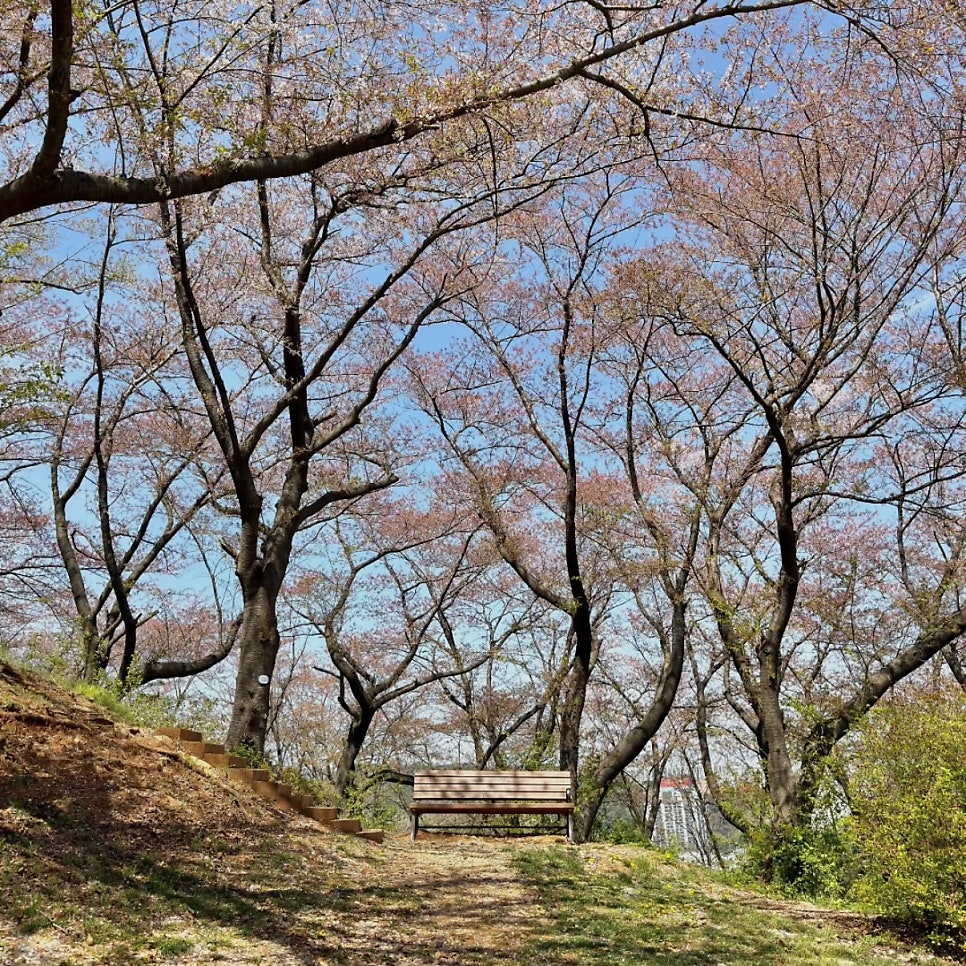 봉황산산림욕장 사진 3