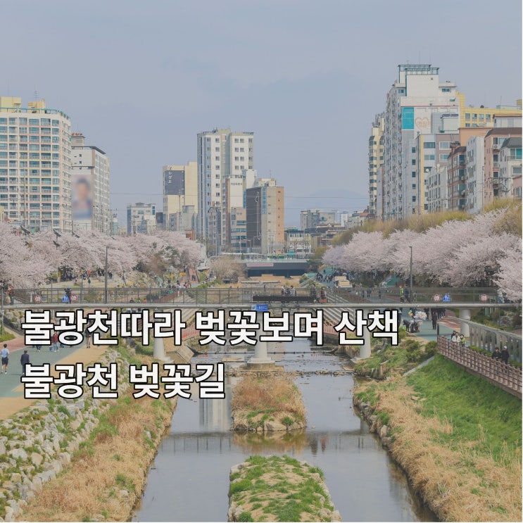  [응암] 불광천 따라 벚꽃 보며 산책하기 <불광천 벚꽃축제>