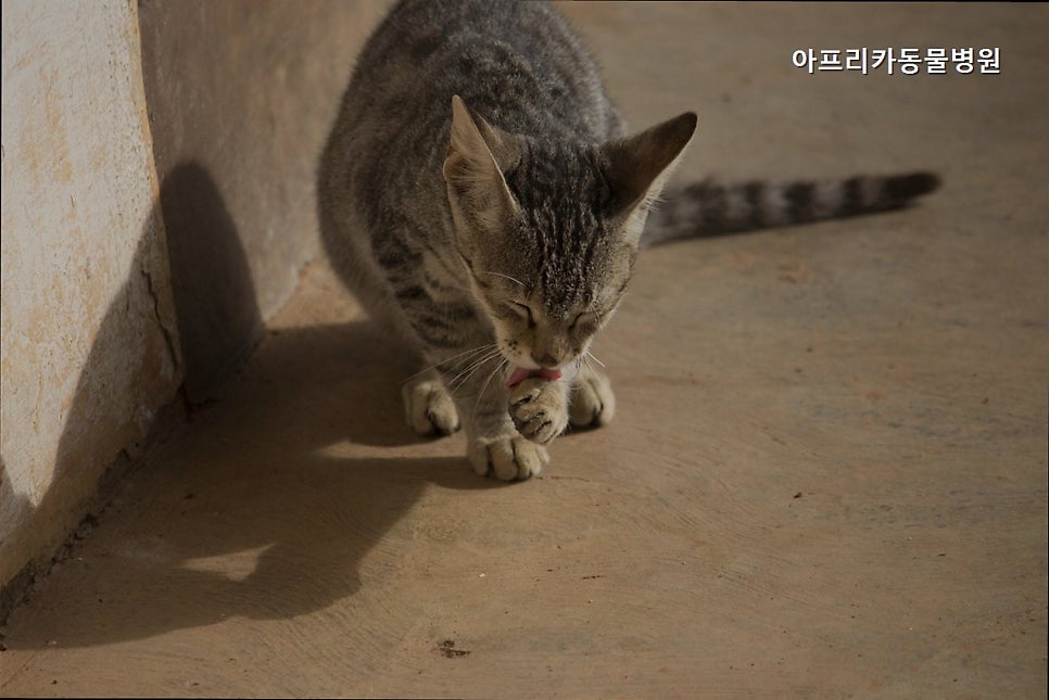 아프리카동물병원 사진 5