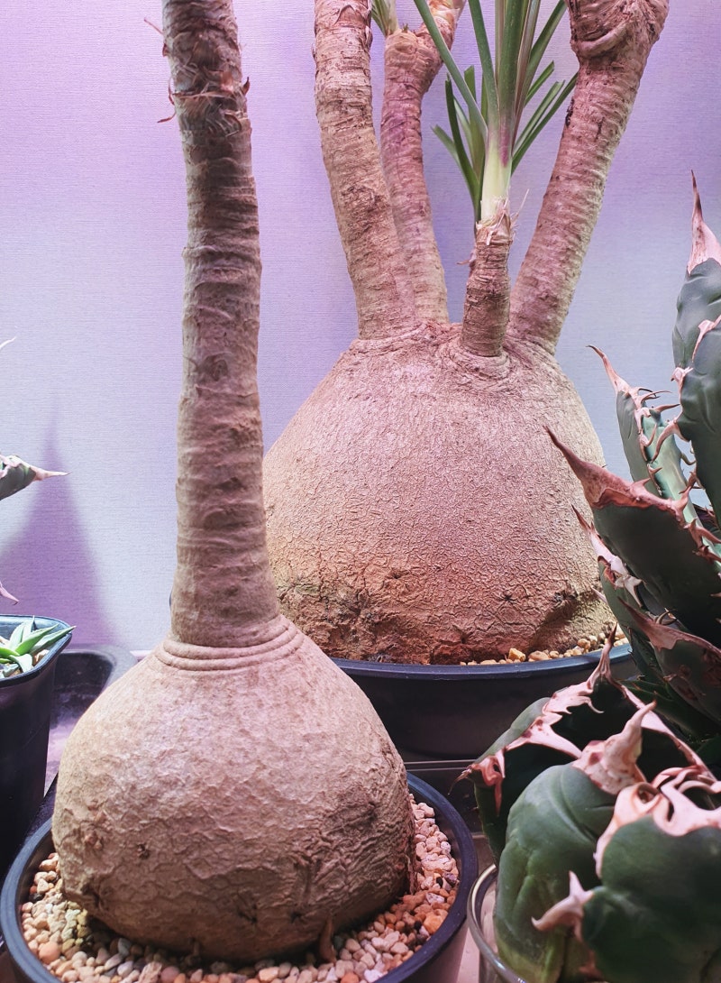 덕구리난 Beaucarnea (nolina) recurvata / Ponytail palm _ 다시 시작해 보자.