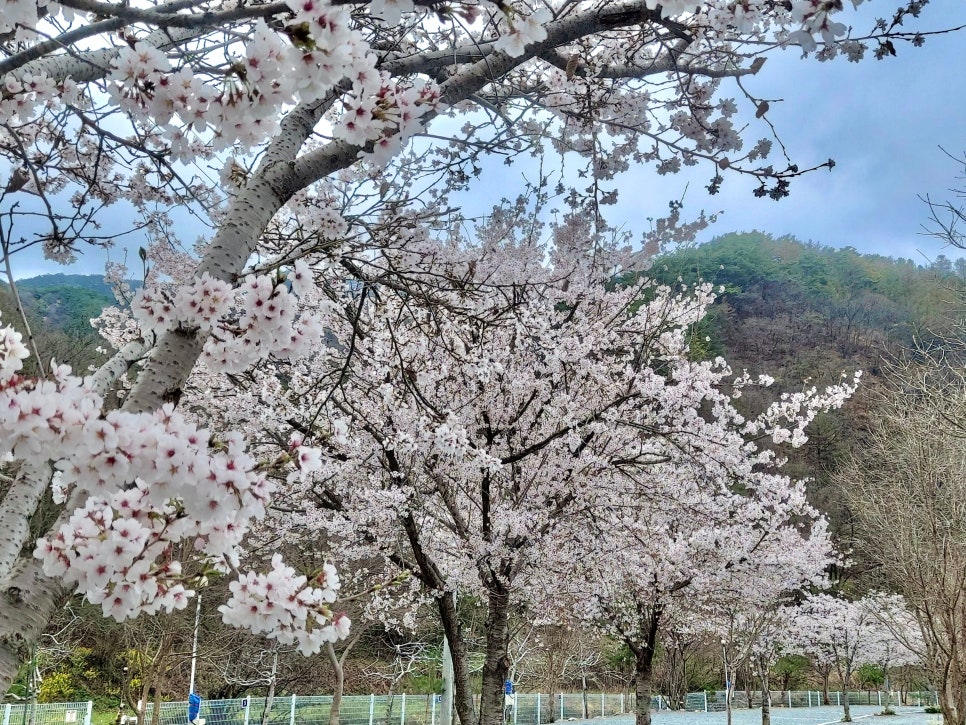 한스빌리지캠핑장 사진 1