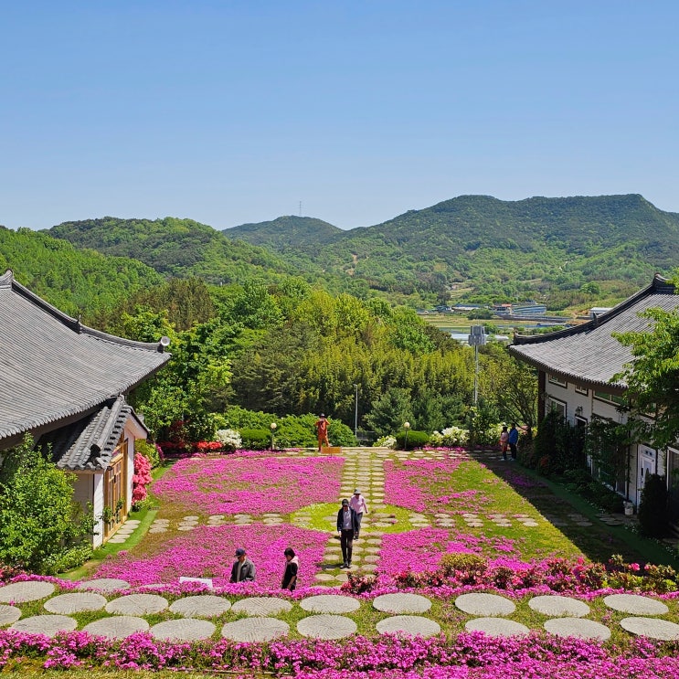  산청 대명사 꽃잔디 주차 실시간 개화상황 꽃나들이 추천